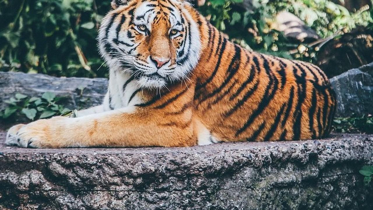 Suraloka Zoo