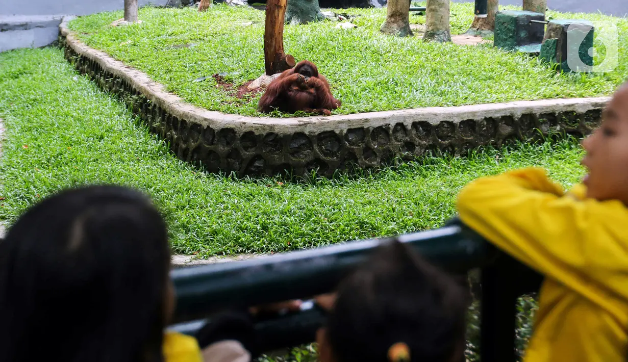 Bambang mengungkap jerapah dan gajah masih menjadi kandang satwa terfavorit bagi pengunjung. (Liputan6.com/Herman Zakharia)