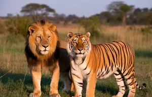 Perbedaan Singa dan Harimau: Ciri Fisik, Habitat, Perilaku, hingga Status Konservasi