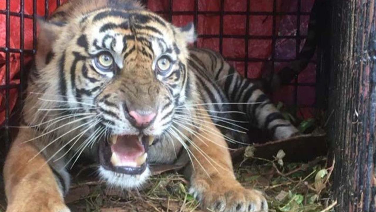 Kerap Meresahkan, Harimau di Lampung Barat Berhasil Ditangkap