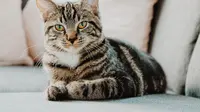 8 Bumbu Dapur untuk Mengusir Kucing dari Rumah tanpa Menyakiti