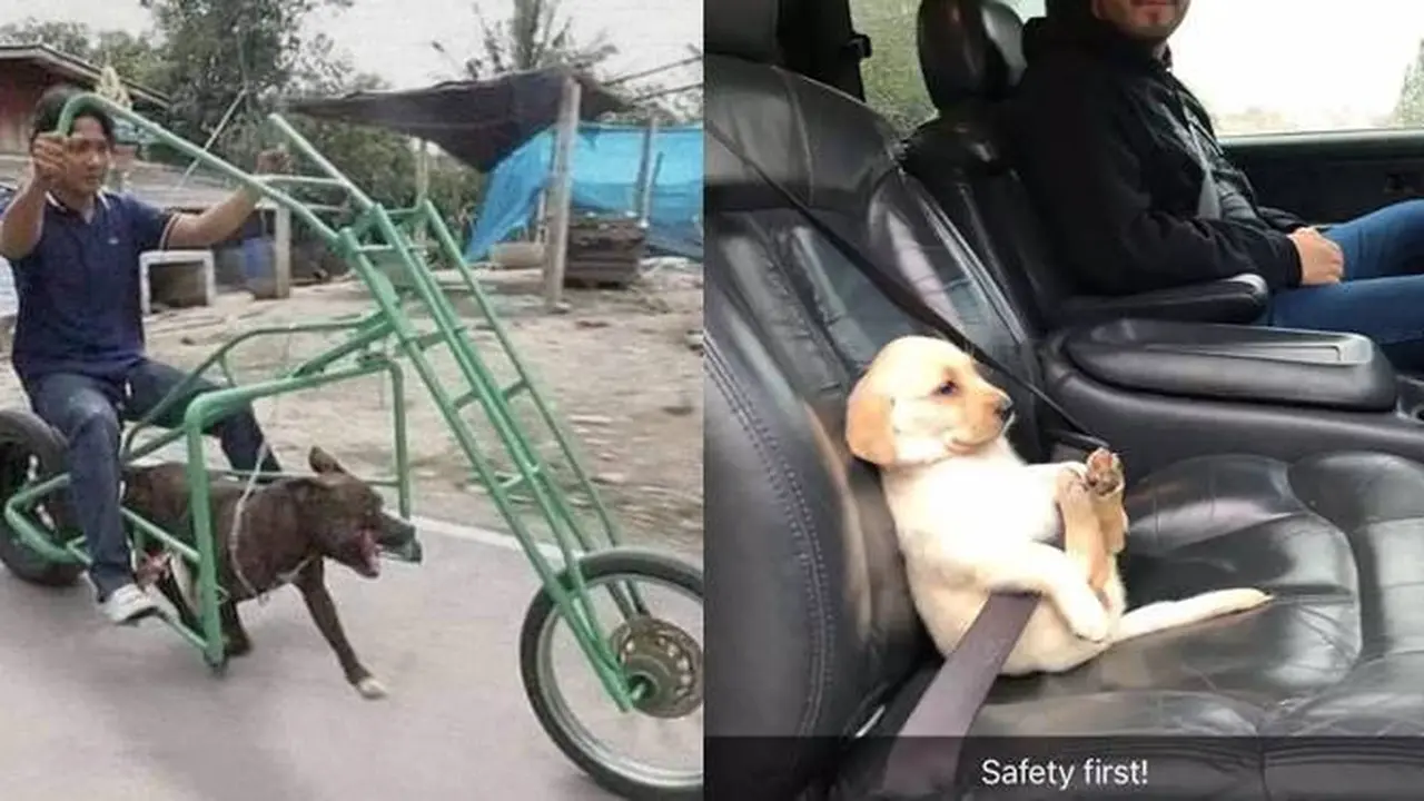 8 Momen Nyeleneh Orang Ajak Anjing Jalan-Jalan Ini Aksinya Kocak