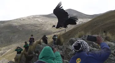 Jurnalis dan ilmuwan mengambil gambar saat burung kondor Andes dilepaskan ke alam liar oleh dokter hewan Bolivia, di pinggiran Choquekhota, Bolivia, Selasa (23/2/2021). Dua burung kondor Bolivia yang terancam punah dilepaskan setelah pulih akibat terjatuh pada Februari. (AP Photo/Juan Karita)