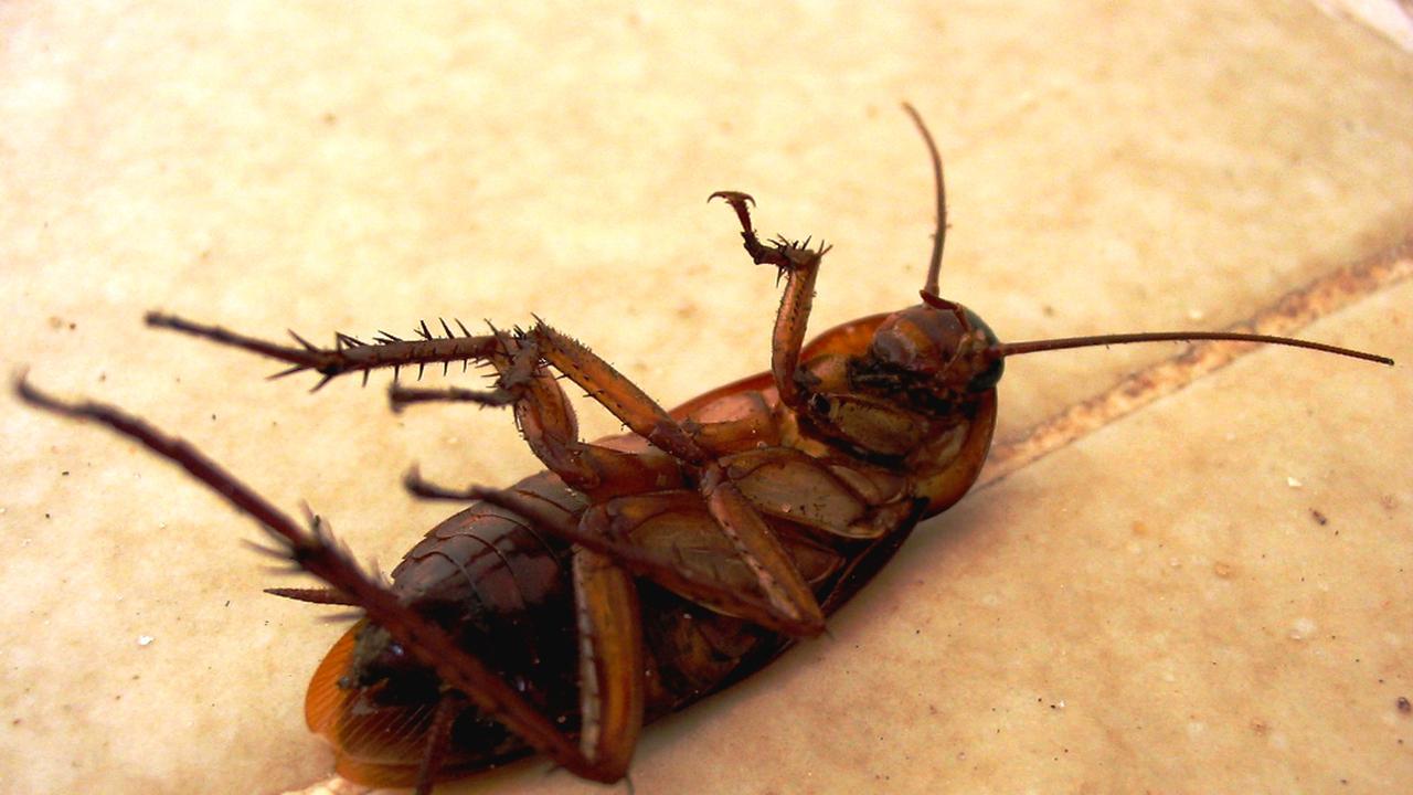 Ilustrasi kecoak