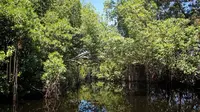 Hutan Mangrove Magepanda (Foto/Sumber: Freepik)