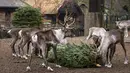 Rusa kutub berpesta dengan pohon Natal di Kebun Binatang Berlin, Jerman, pada Rabu (29/12/2021). Banyak pohon Natal yang tersisa setelah perayaan berakhir sebagai makanan berbagai hewan di kebun binatang Berlin. (Odd ANDERSEN / AFP)