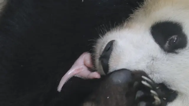 Perayaan 40 Hari Bayi Panda Rio Penghuni Taman Safari Indonesia Bogor, Beratnya Naik 46 Persen