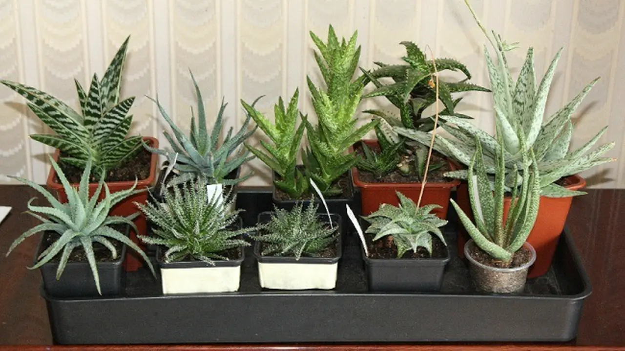 Aloe Vera