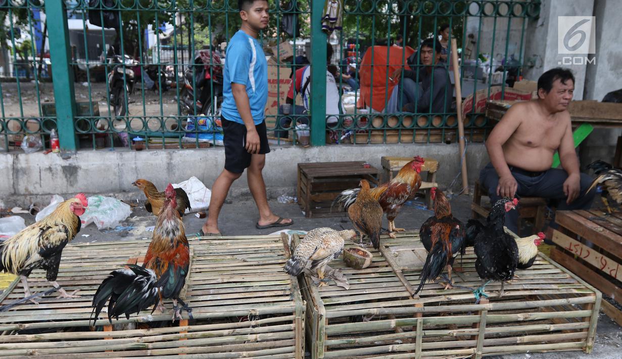Pedagang tengah menjual ayam kampung di Jakarta, Selasa (12/6). Para pedagang ayam musiman tersebut menjual ayam dengan kisaran harga 100 ribu hingga 250 ribu untuk kebutuhan ayam potong lebaran. (Liputan6.com/Angga Yuniar)
