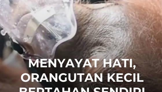 Menyayat Hati, Orangutan Kecil Bertahan Sendiri di Tengah Kepungan Api