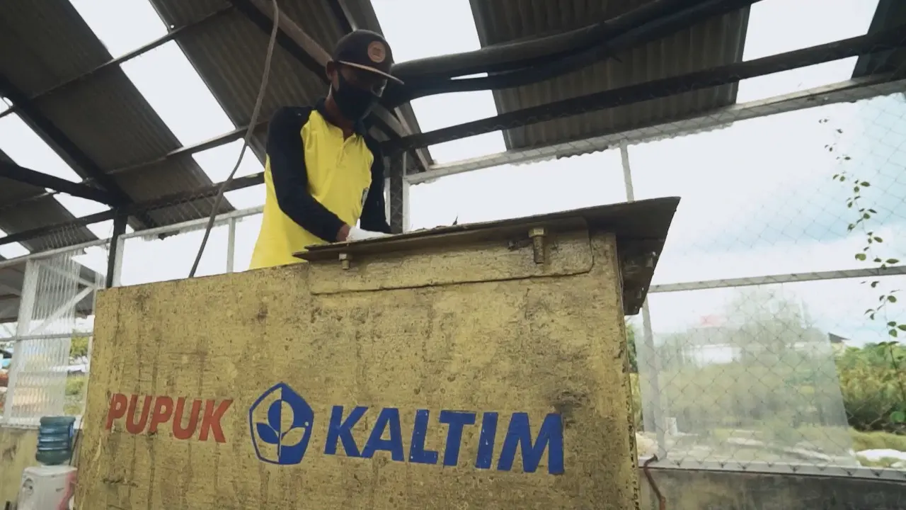 Kembangkan potensi budidaya Black Soldier Fly (BSF), PT Pupuk Kalimantan Timur (Pupuk Kaltim) menggelar pelatihan pembuatan Dry Maggot