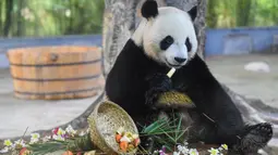 Panda raksasa bernama Shunshun menikmati makanan di Taman Margasatwa dan Kebun Raya Tropis Hainan di Haikou, Provinsi Hainan, China selatan, pada 27 Agustus 2020. Taman tersebut mengadakan perayaan ulang tahun ketujuh untuk dua panda raksasa pada Kamis (27/8). (Xinhua/Pu Xiaoxu)