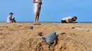 Seekor tukik penyu hijau merayap dari keluar sarangnya menuju arah laut di sebuah pantai Pulau Manda, Kenya, 18 Juni 2019. (TONY KARUMBA/AFP)