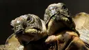 Seekor kura-kura Yunani berkepala dua difoto pada hari ulang tahun ke-20 di Jenewa, Swiss (3/9). Kura-kura ini diberi nama Janus yang diambil dari nama dewa berkepala dua. (AFP Photo/ Fabrice Coffrini)