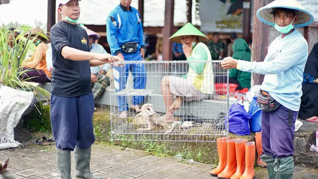 Ratusan Burung hantu siap dilepas di sawah untuk tekan hama tikus (Istimewa)