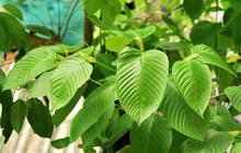 Mengenal Kratom, Tanaman Mirip Efek Narkoba yang Sedang Dibahas Jokowi