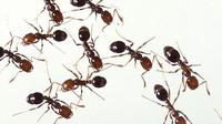 Ternyata ada cara mudah dan alami untuk membasmi semut-semut di rumah Anda, penasaran? Simak di sini.