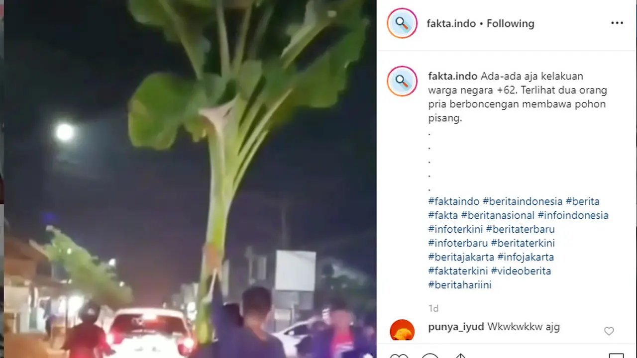 Dalam video yang dibagikan terlihat dua orang pria nampak santai membawa sebuah pohon pisang.