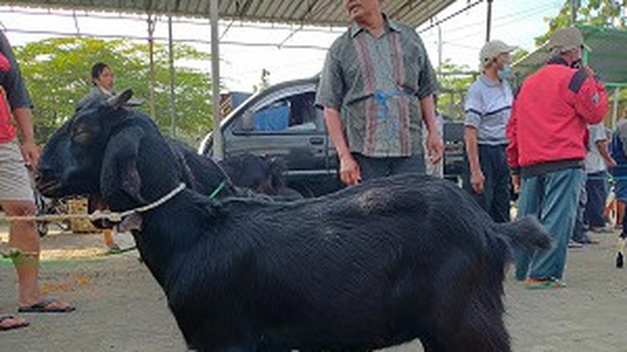 ilustrasi kambing cempe