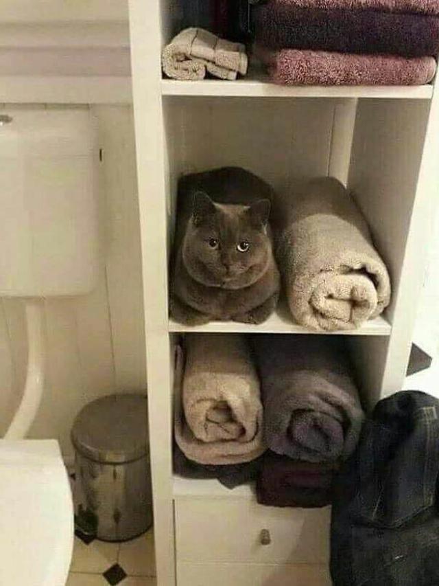 10 Potret Menggemaskan Kucing Tidur di Tempat Tak Biasa