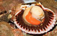 9 Manfaat Kerang Simping untuk Kesehatan, Turunkan Risiko Stroke