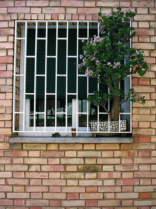 Jade plant