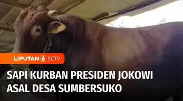 Seekor sapi milik warga di Lumajang, terpilih menjadi salah satu hewan kurban Presiden Joko Widodo. Sapi jantan berjenis limousin ini memiliki berat lebih dari satu ton dengan harga Rp 115 juta.