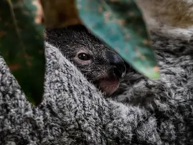 Bayi koala berusia tujuh bulan saat difoto di Kebun Binatang Lisbon, Lisbon, Portugal, 13 Februari 2020. Koala adalah sejenis hewan berkantung berasal dari Australia, memiliki waktu tidur sekitar 18 hingga 20 jam sehari. (PATRICIA DE MELO MOREIRA / AFP)