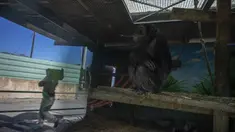 Simpanse terlihat saat petugas membawa makanan melewati kandangnya di Attica Zoological Park, di Spata, dekat Athena, pada 21 Januari 2021. Setelah hampir tiga bulan tutup karena COVID-19, satu-satunya kebun binatang Yunani terancam tutup akibat tidak ada pemasukan. (AP Photo/Petros Giannakouris)