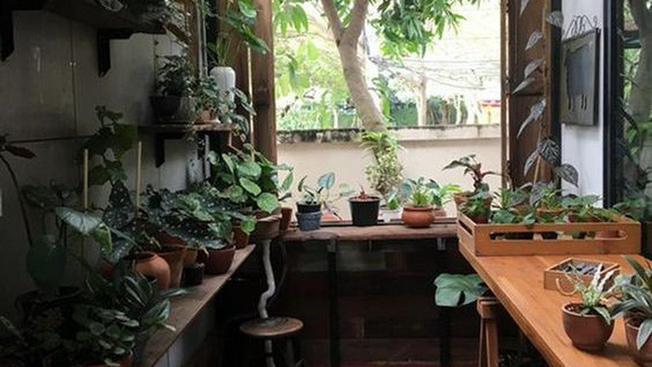 Desain Dapur Minimalis Sederhana di Desa di Kelilingi Tanaman