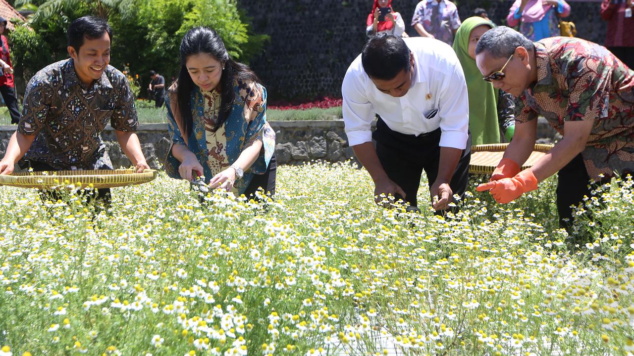 Puan Maharani Kunjungi Kebun Etalase Tanaman Obat