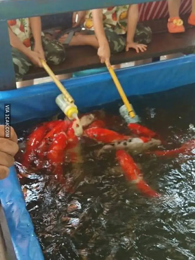 10 Potret Orang Beri Makan Ikan Layaknya Manusia Ini Kocak