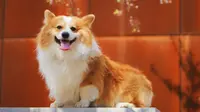 Top 10 Most Beautiful Dog Breeds in the World