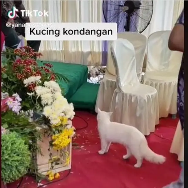 Aksi Menggemaskan Kucing Ikut Naik Pelaminan Saat Pemiliknya Menikah