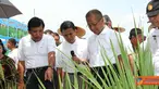 Citizen6, Cariu: Sawah di desa ini merupakan sawah tadah hujan dan tanahnya merupakan lahan kritis, dengan top soil berkisar antara 10 s.d 15 cm, dibawahnya sudah terdapat batuan dan pasir. (Pengirim: Badarudin Bakri)