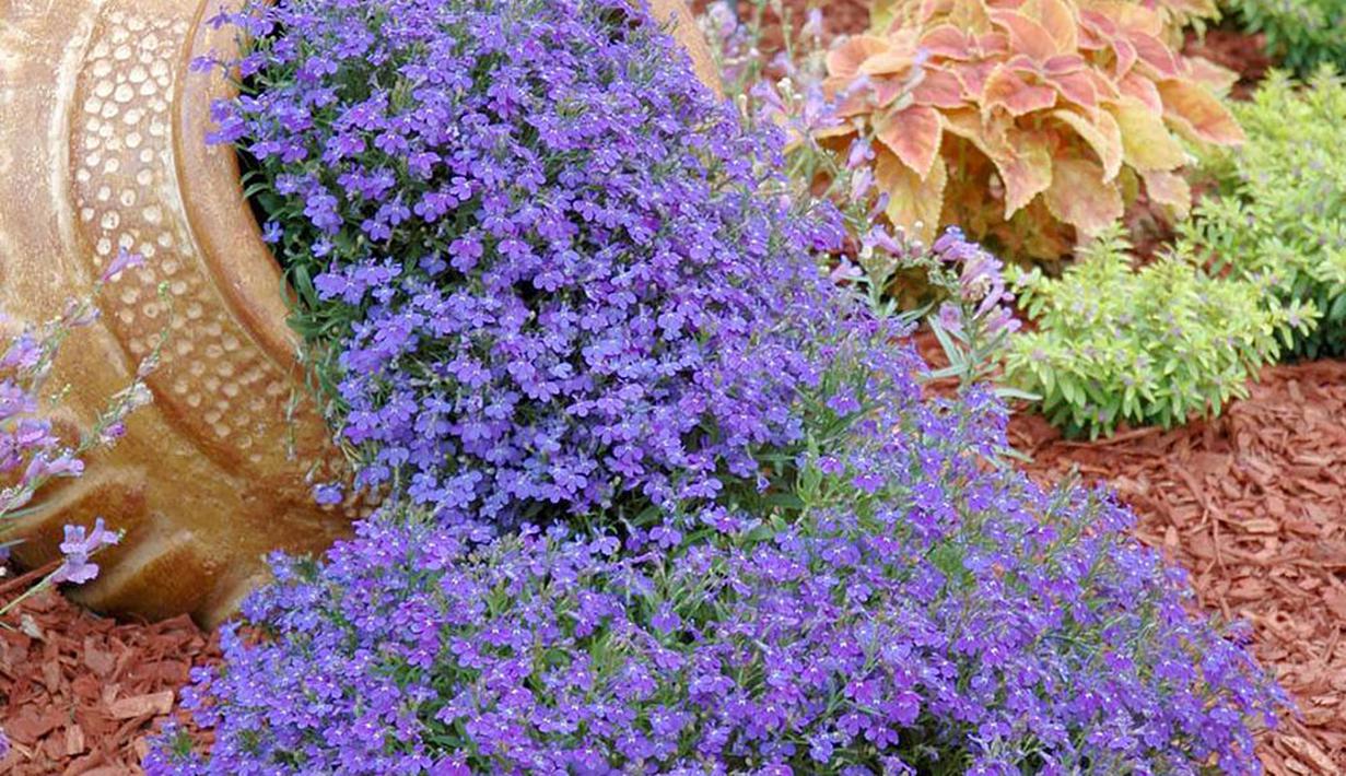  Pot  Bunga Tumpah Inspirasi Desain  Taman Rumah Cantik  Dan 