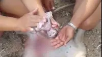 Video seorang wanita yang menyelamatkan bayi monyet yang masih berada dalam perut induknya yang telah mati ini pun langsung viral. (Foto: YouTube.com)