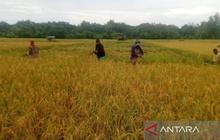 Bulog Pastikan Penyerapan Gabah Petani di Simeulue Berlanjut, Jaga Stabilitas Harga dan Ketahanan Pangan