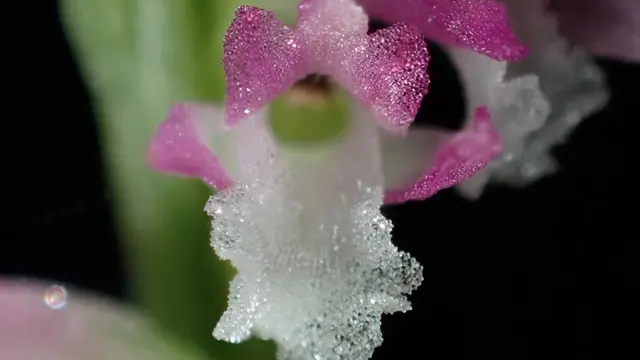Spiranthes hachijoensis