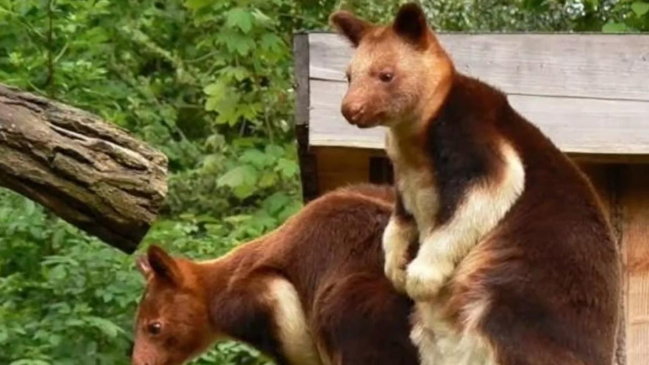 Kanguru Papua