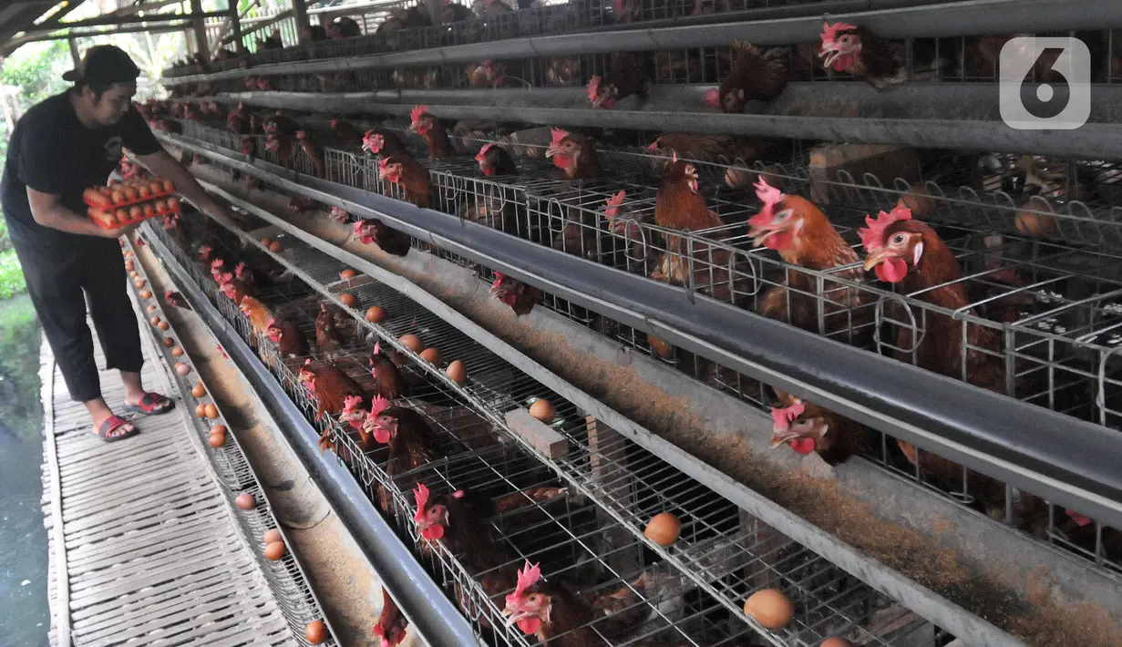 Pekerja memanen telur ayam di salah satu peternakan kawasan Pengasinan, Bogor, Selasa (28/12/2021). Menurut peternak setempat, dua hari terakhir harga telur ayam ras di tingkat peternak mulai mengalami penurunan dari Rp30 ribu menjadi Rp28 per kilogram. (merdeka.com/Arie Basuki)