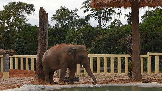 Gajah