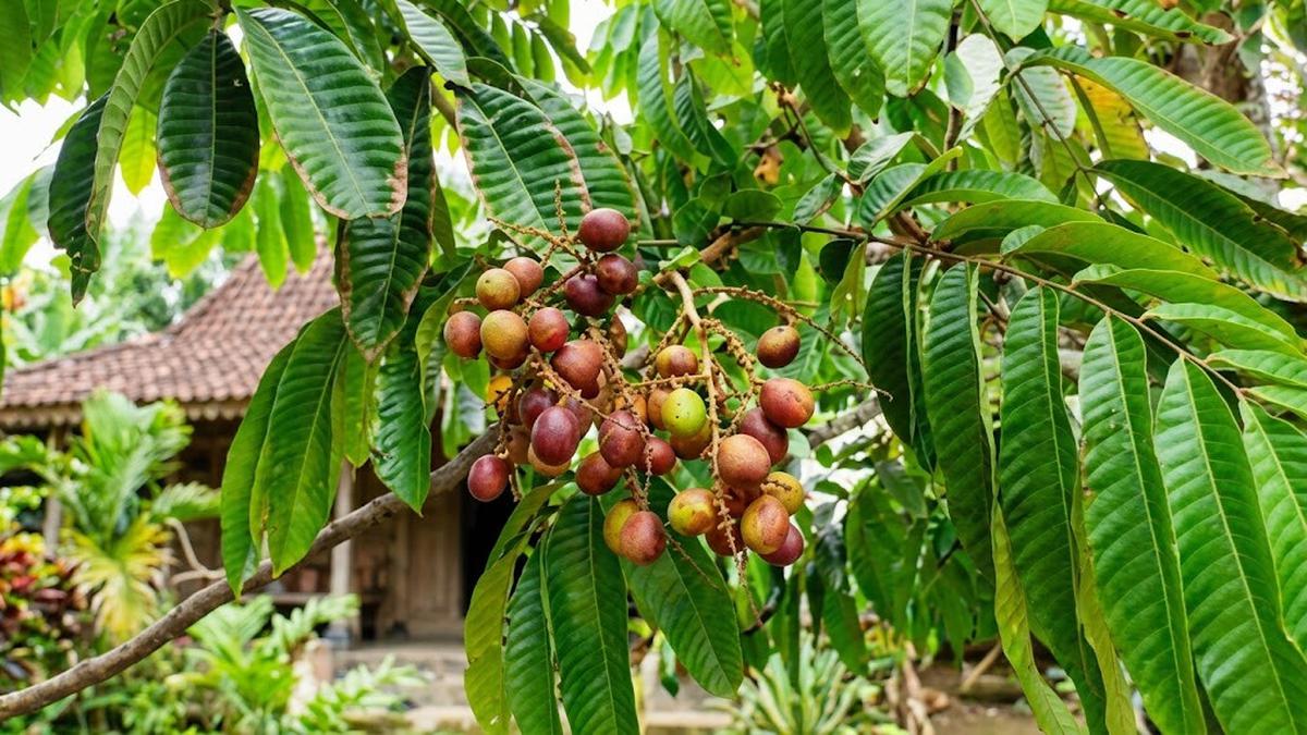 10 Cara Membuat Pohon Matoa Cepat Berbuah di Pekarangan Rumah, Hasil Maksimal