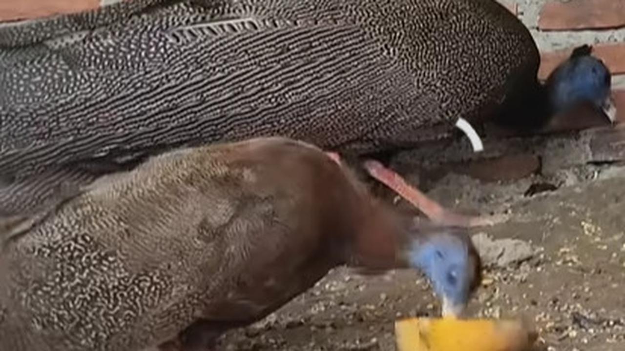 Burung Kuau Raja