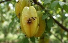 6 Cara Mengatasi Lalat Buah pada Belimbing, Praktis dan Efektif untuk Hasil Panen Melimpah