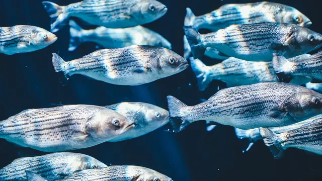 Ciri-ciri ikan