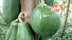 liputan6