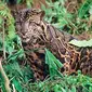 Belum banyak penelitian tentang macan dahan di Indonesia. Keluarga kucing besar ini seolah terlupakan, padahal statusnya butuh perhatian.
