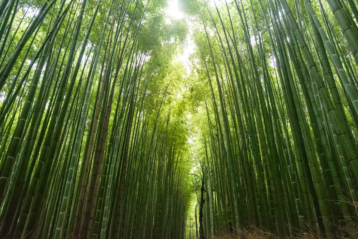 Hutan bambu