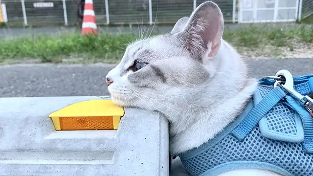 8 Potret Gemas Kucing Bersantai di Bumper Parkiran